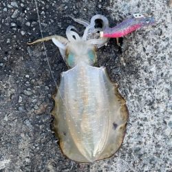 2025 佐渡ヶ島エギング Vol.19【9月27日】